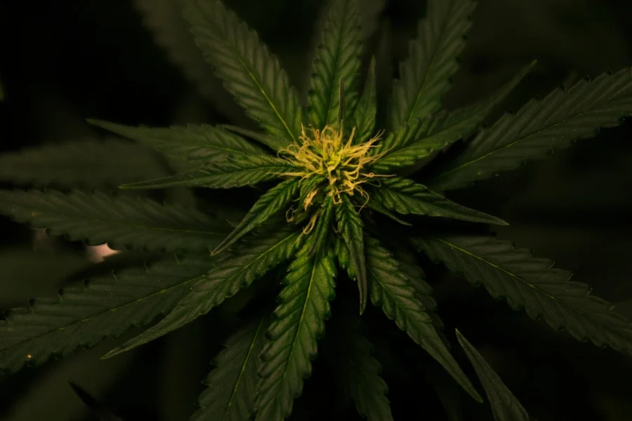 CBD Farming Guide