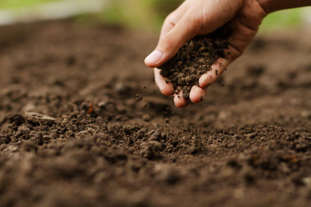 The Complete Beginner’s Guide to Growing Hemp in Ireland